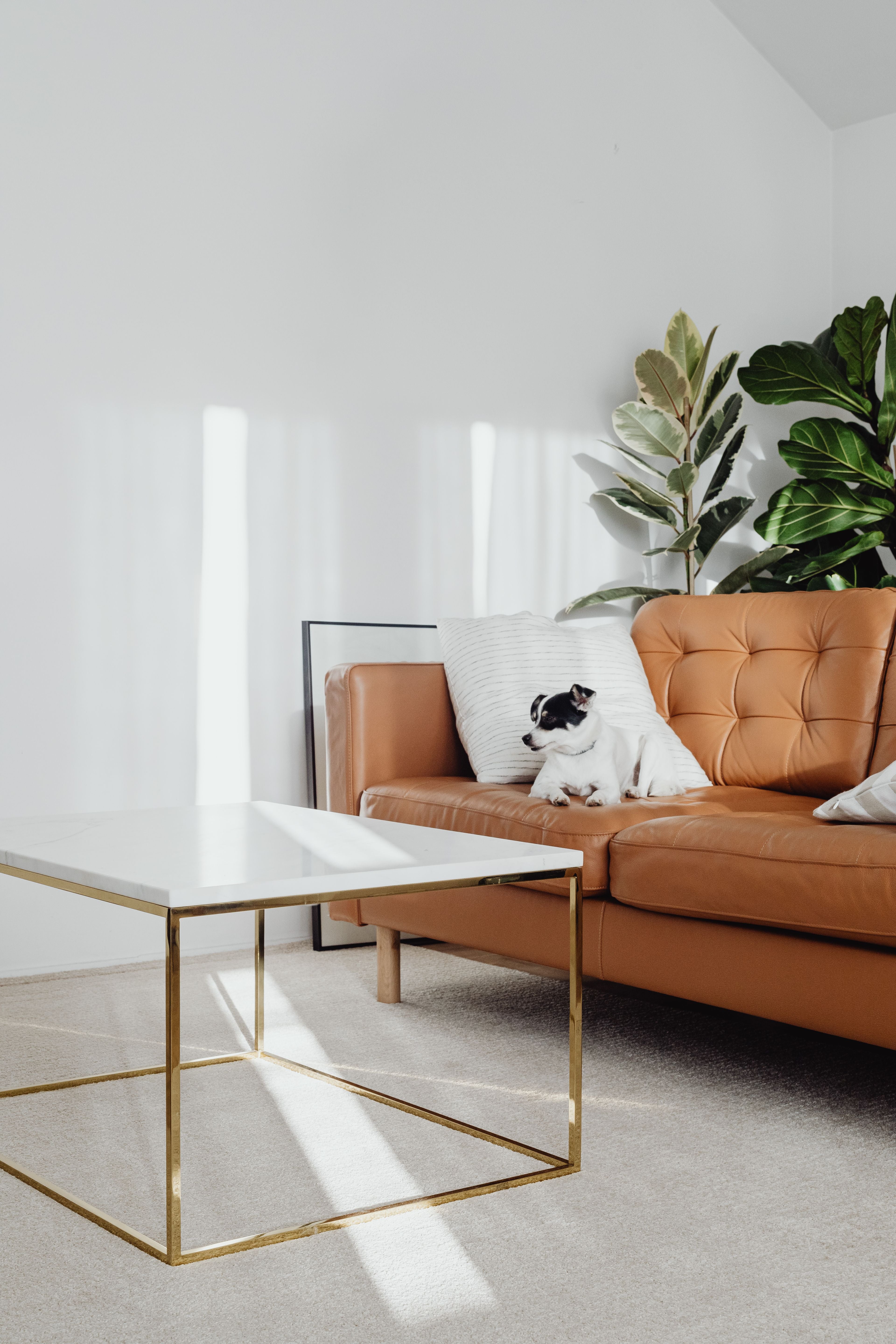 Perro descansando en un sofá de un salón contemporáneo